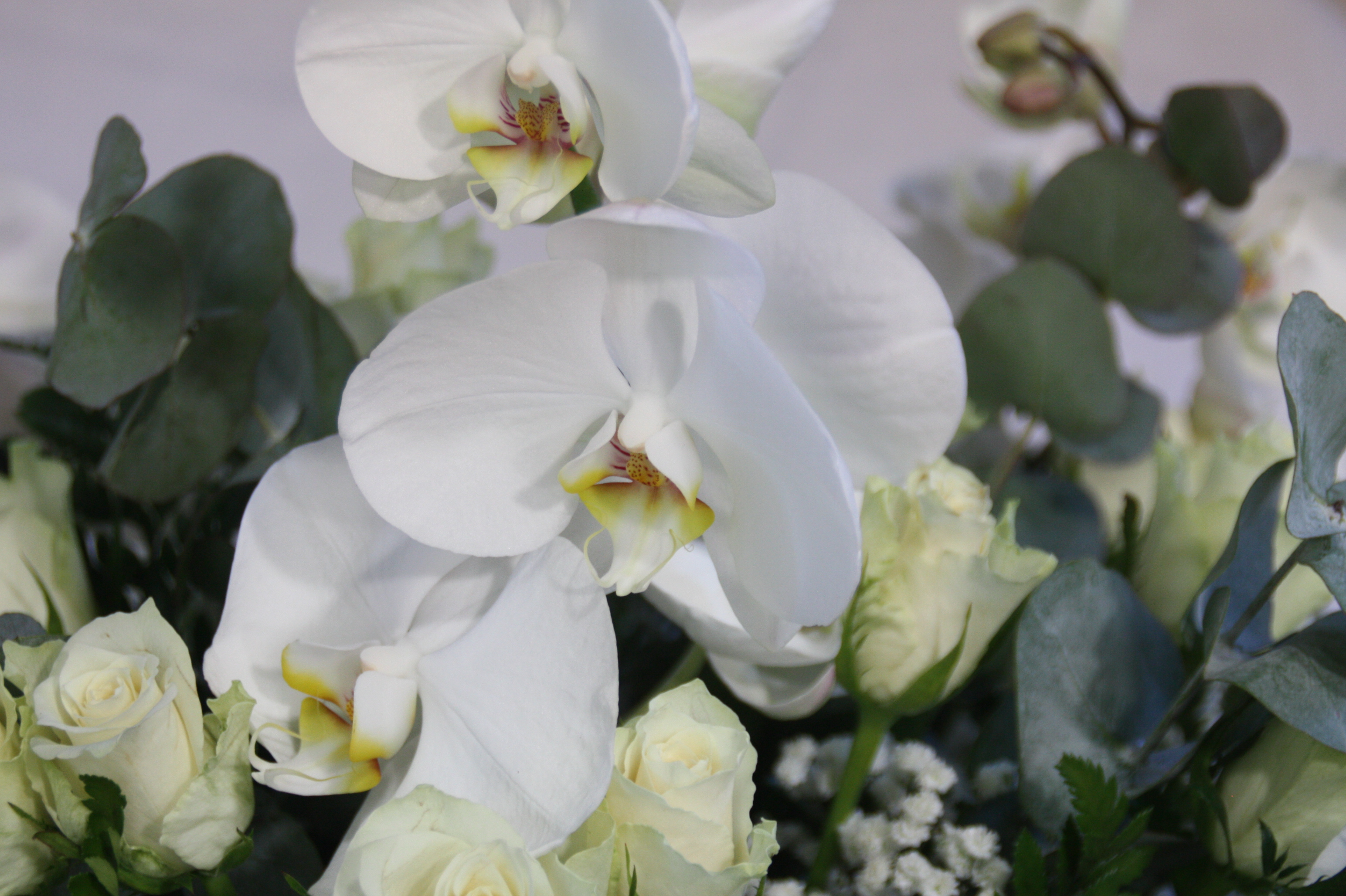 rouwstuk orchidee - roos wit